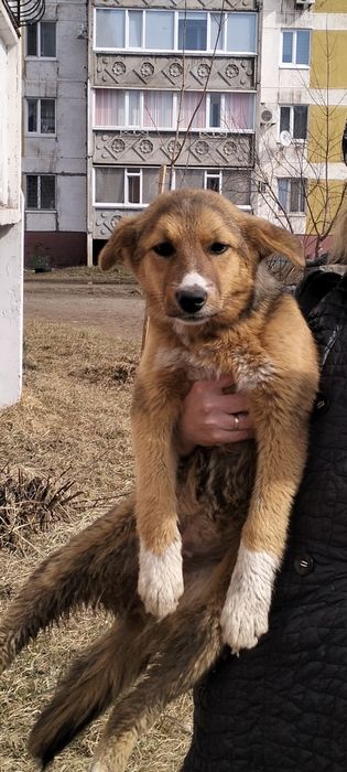 Девочка - красавица,умняшка,обояшка!!!