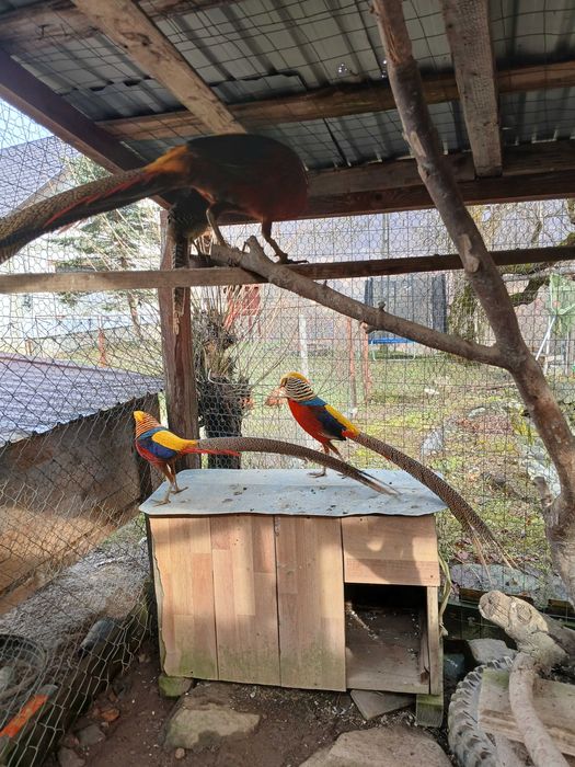 Vand masculi fazan auriu rosu