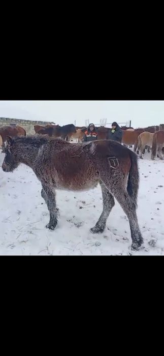 Жабагы сатылады.