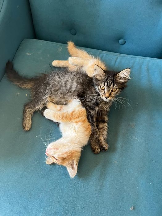Отдам котят в добрые руки