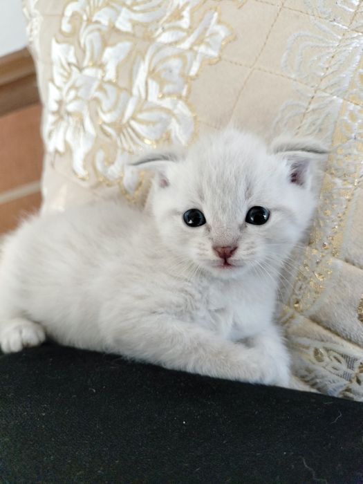 Шотландская Скоттиш фолд вислоухый