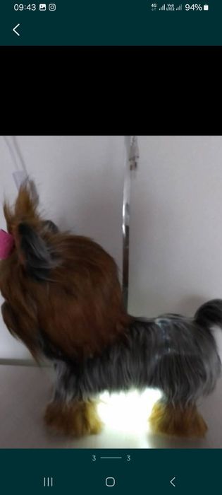 Продам  йоркширский терьер