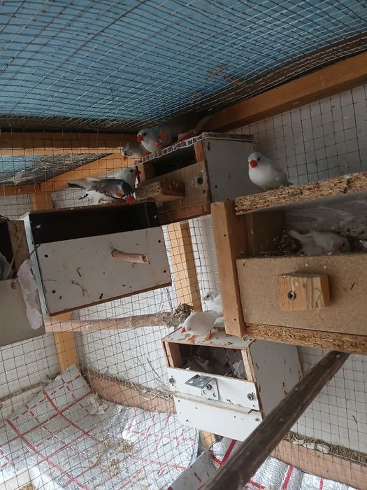 Tayyor ishlab turgan amadinkalar sotiladi soglom parasi 100 ming