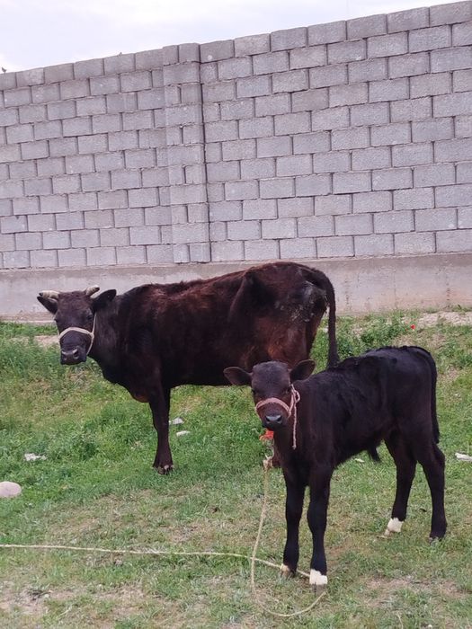 Бұзаулы сиыр сатылады