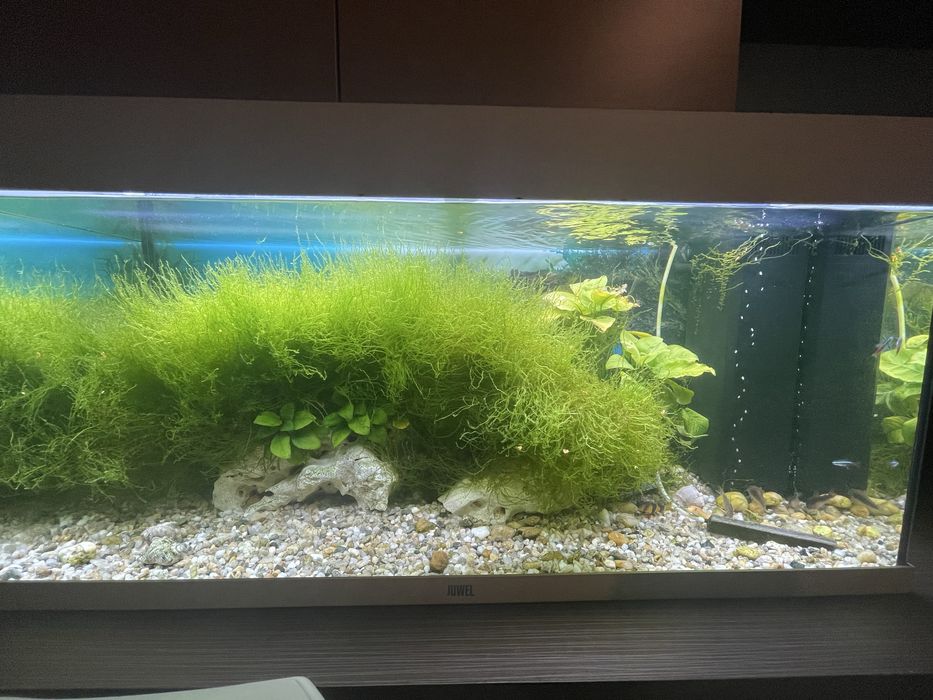 Acvariu si plante naturale