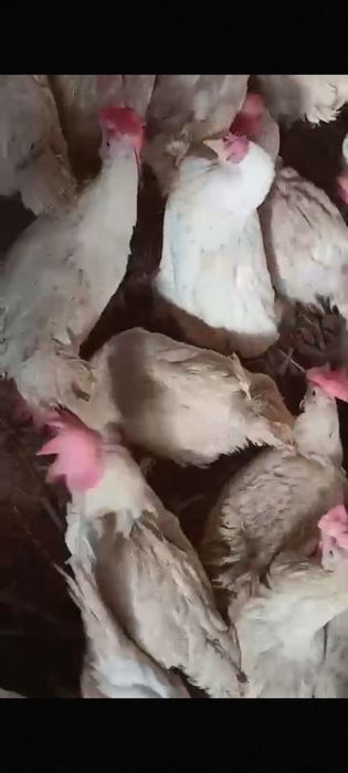 Куры несушки декалбы