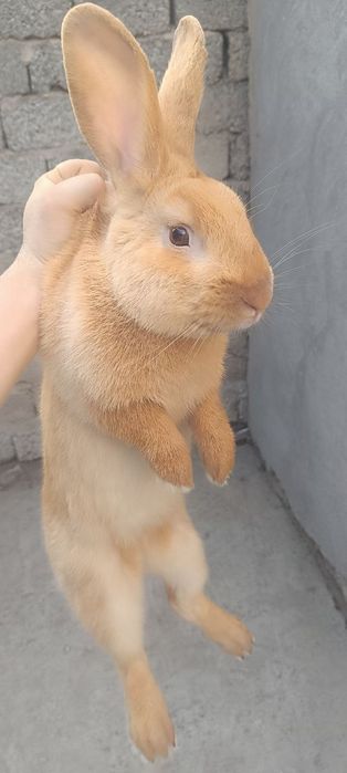 Кролик породы Рекс