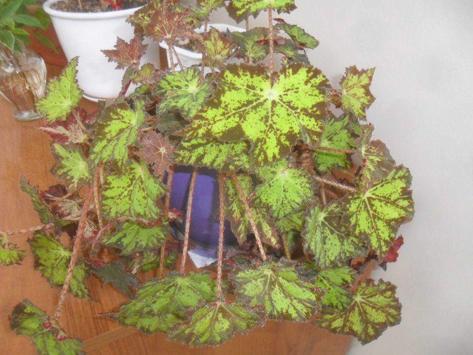 Samsung ES65 12.2 Мpx