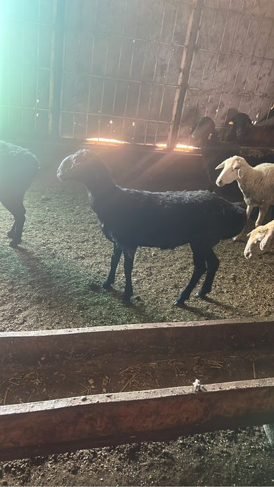 Продам баран Кой сатылады