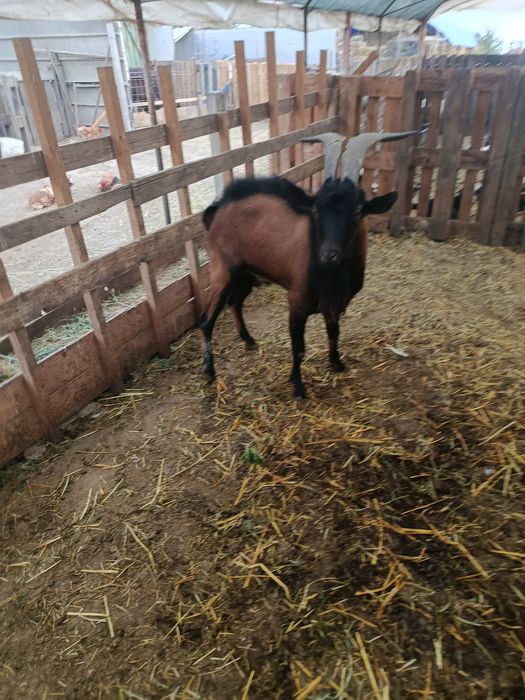 Vând țap alpin francez
