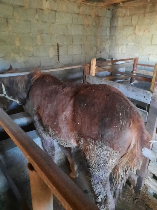 Ауылдық секс