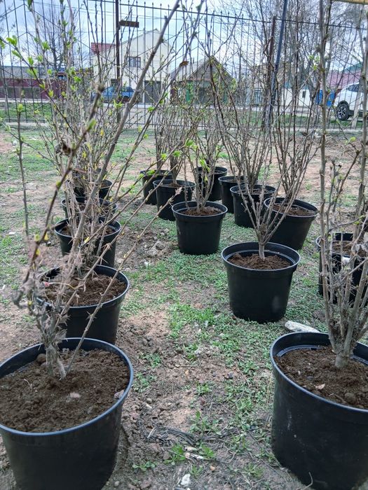 Розы корни, барбарис, лилии, тюльпаны