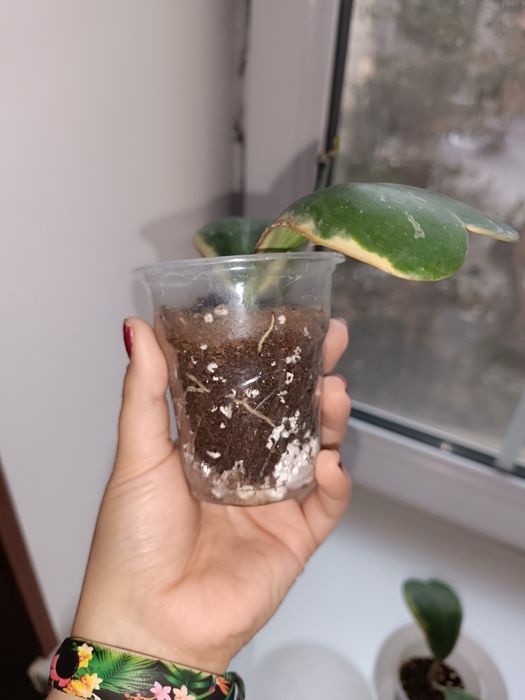 Цветок хойя керри варигата альбомаргената