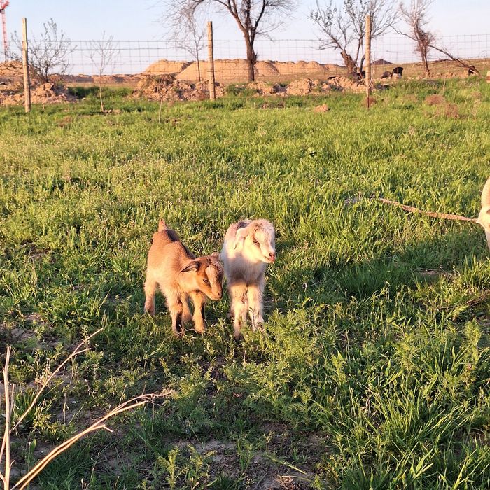 Лақ ешкі,козлёнок