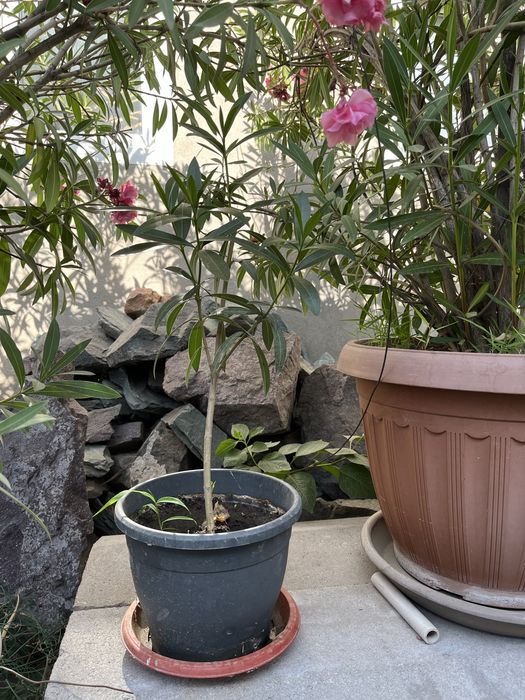 Олеандр в горшке