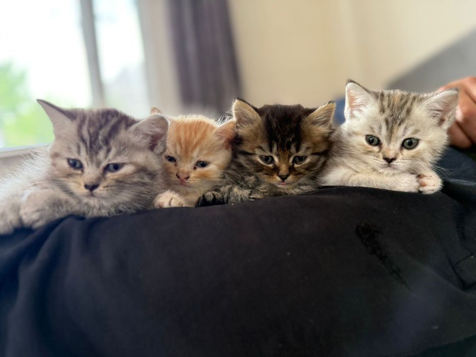Продам породистых котят!