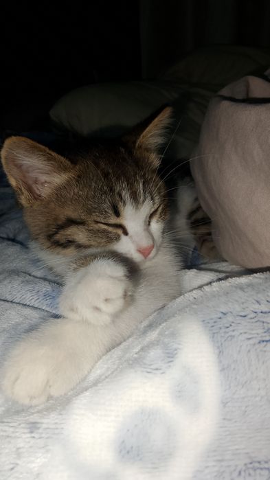 Отдам девочку котёнка