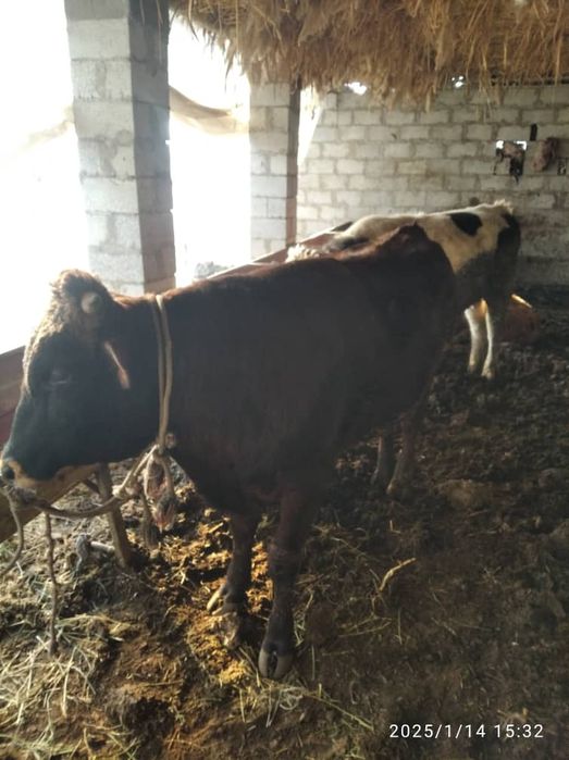 Букалар сотилади