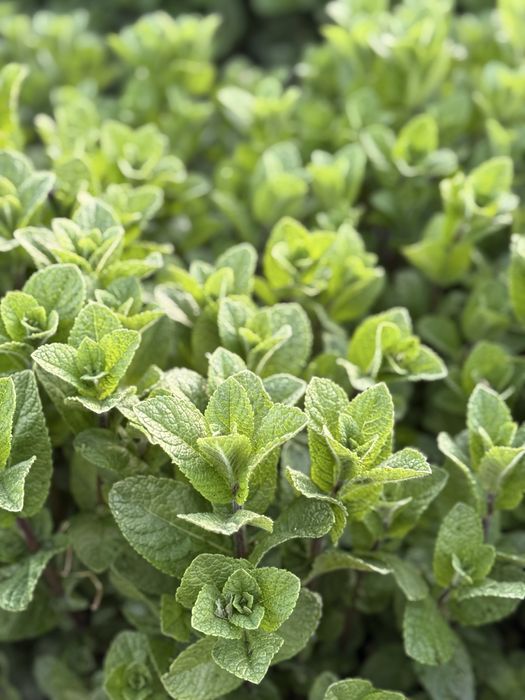 Menta olandeza fresh!