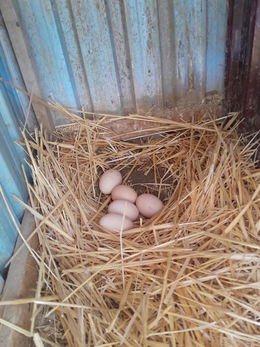 Инкубационные яйца