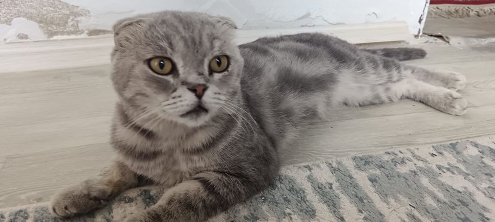 Кот шотландский вислоухий