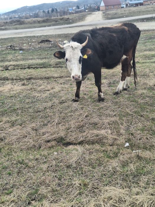 Коровы с телятами