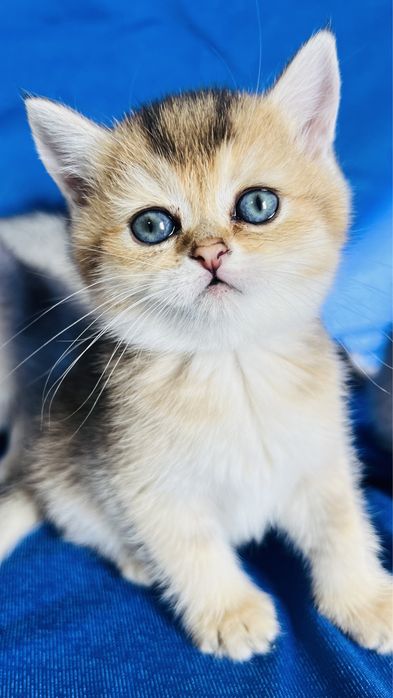 Британские короткошерстные серебристые  шиншиллы
