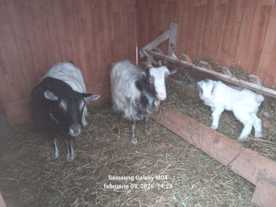 Vind capra neagra gestanta si cea alba cu ied detali in privat