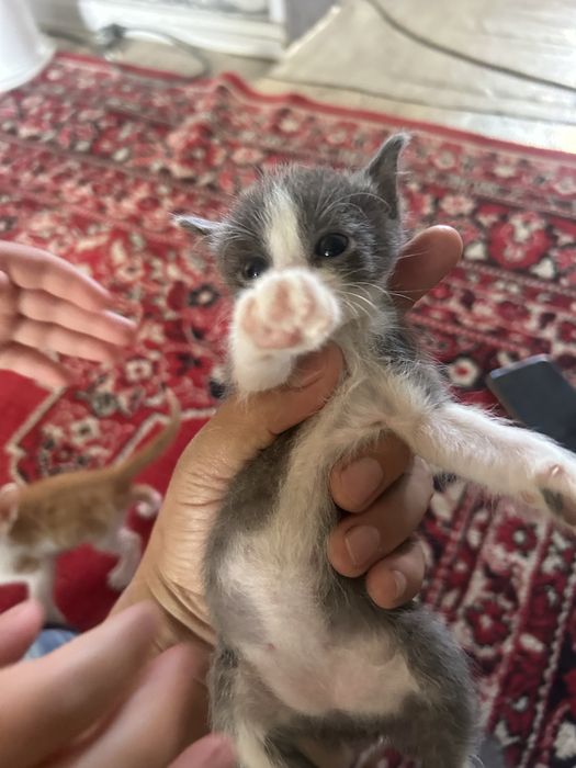 Отдам котят в хороших рук.