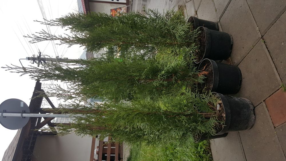 Tuia smaragd 90 cm-1m