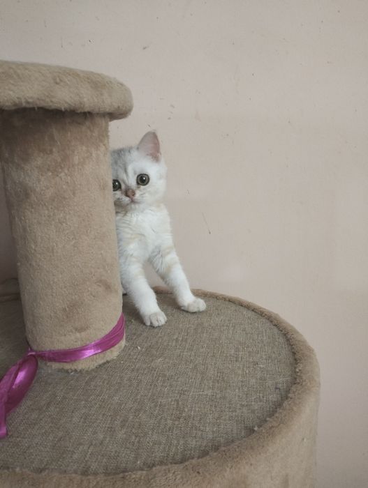 Котята шиншилла серебро