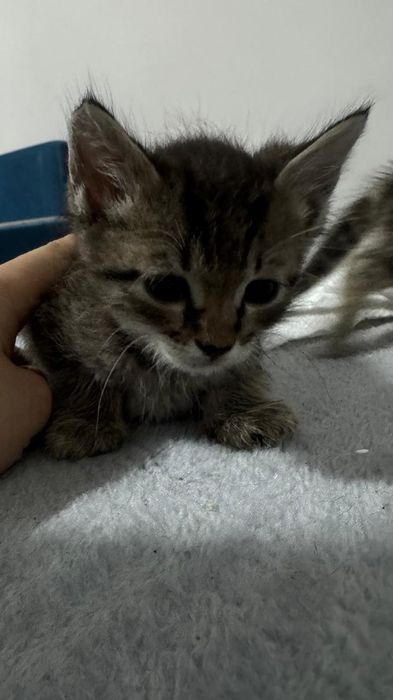 Отдам котят в хорошие руки