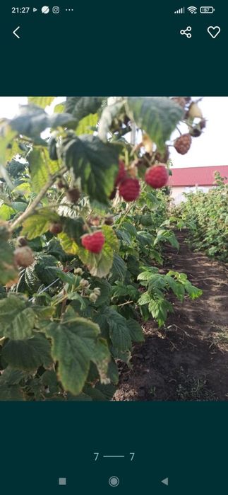 Zmeură bio anul 2025.