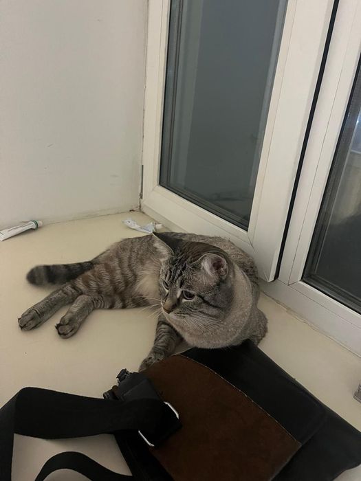 Кошка лепард кошка