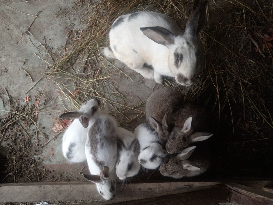 Куенлар сотилади.