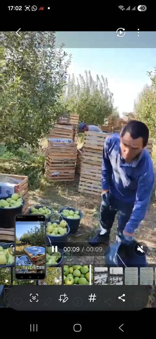 Яблоневые сады, яблоки