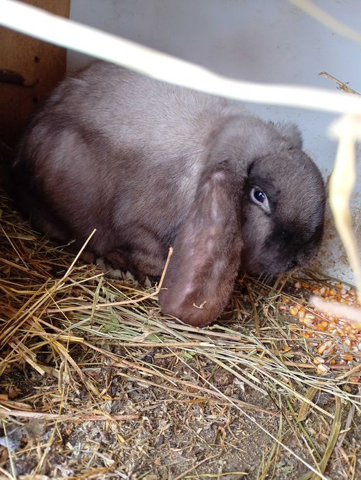 Iepuri fluture german și berbec german