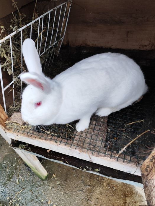 Vind iepuri frumoși