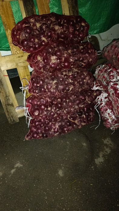 Семена лук Роббин