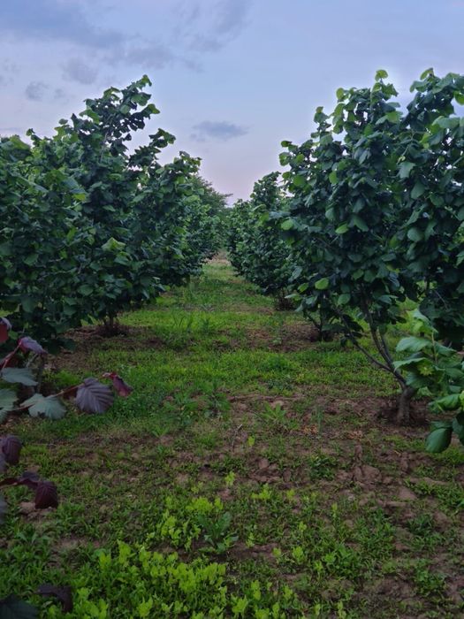 Alune de Padure Bio- Tonda Gentile Delle Langhe / Romana