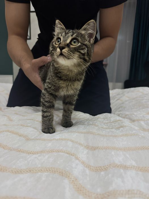Котенок бесплатно