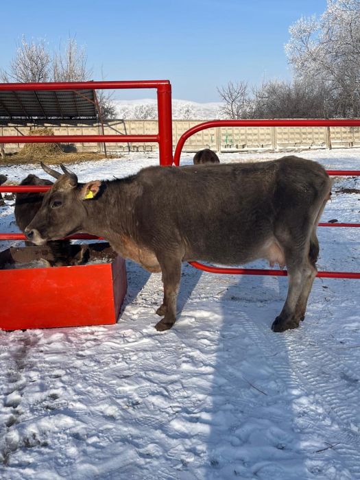 Корова алатауская