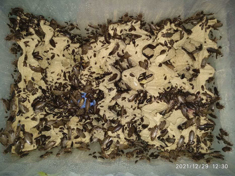 Тараканы мраморные