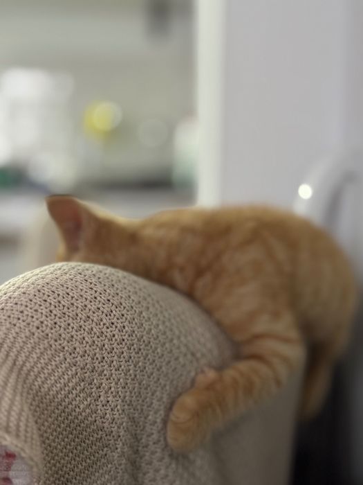 Отдам котенка в добрые руки