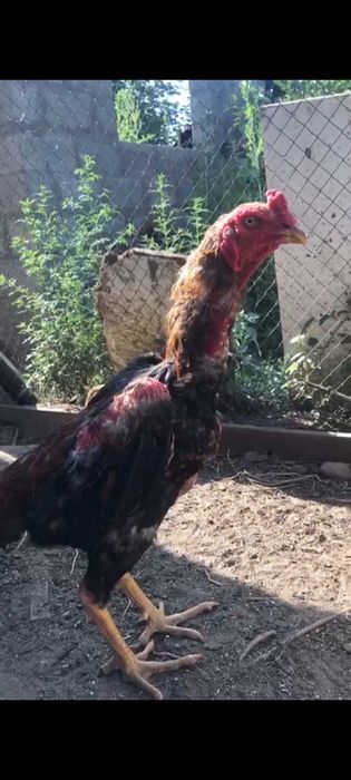 Петух и курица породы дакан