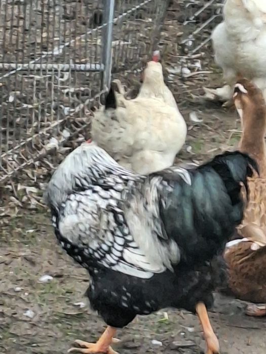 Vand cocos wiandotte