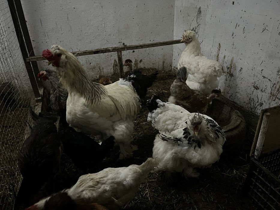 Tovuqlar va xo’roz sotiladi