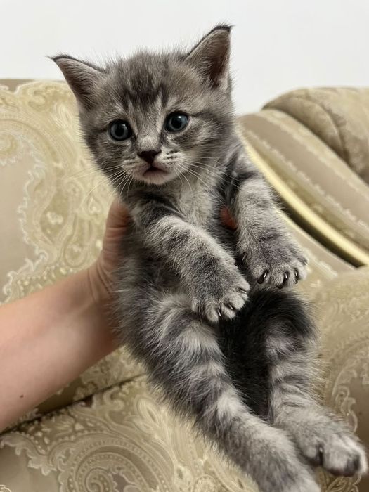 Отдам котят в хорошие руки
