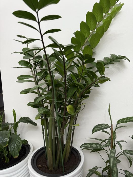 Долларовое дерево