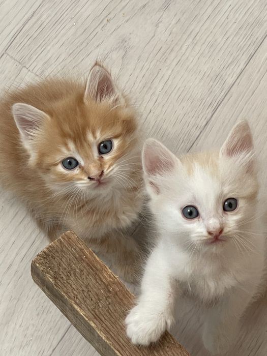 Котятя в добрые руки